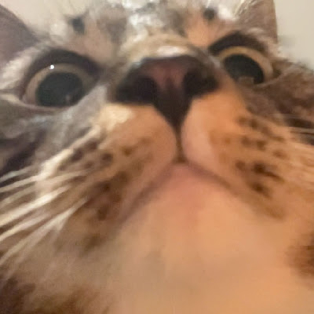 Meet your Posher, Bijou